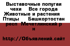 Выставочные попугаи чехи  - Все города Животные и растения » Птицы   . Башкортостан респ.,Мечетлинский р-н